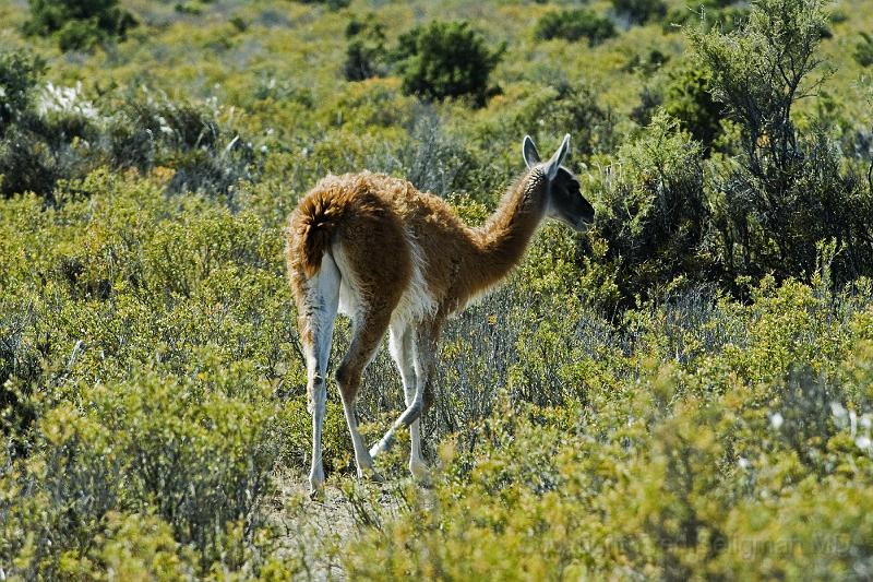 20071209 101410 D2X 4200x2800.jpg - Guanaco(s) [woolier llamas], Puerto Madryn